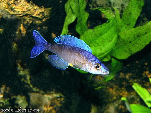 Cyprichromis leptosoma 'Malasa'